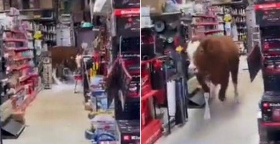 Большая корова устроила хаос в магазине на скользком полу: как она там оказалась и чем все закончилось