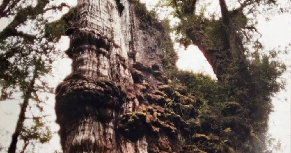 "Прадед" Земли. Кипарис в Чили вскоре может побить рекорд самого старого дерева в мире (видео)