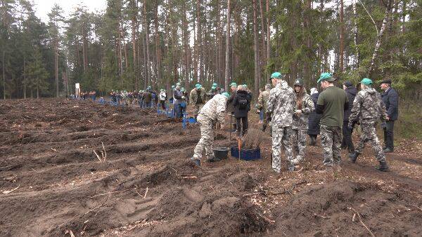 В Беларуси стартовала «Неделя леса»