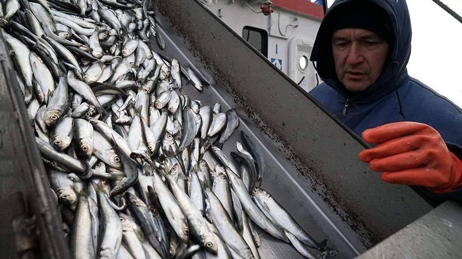 Рыболовы назвали топ самых дешевых видов продукции в России
