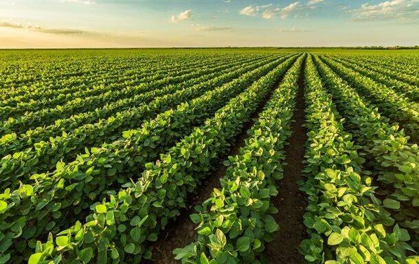 В Украине разрешат выращивать ГМО-культуры - что это даст