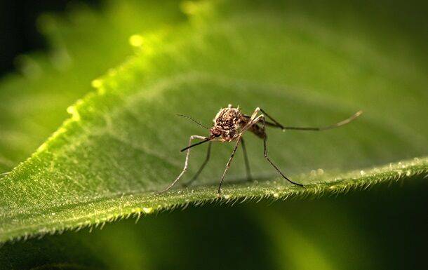 В Европе появился новый вид комаров, которые разносят опасные вирусы - ВОЗ