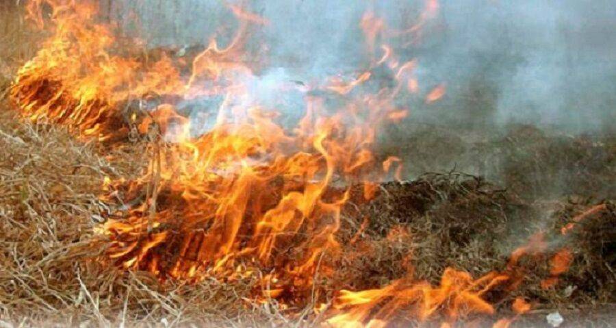 Чем чревато сжигание сухой травы? | Новости Одессы
