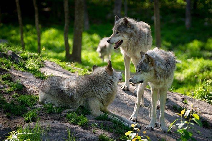 В связи с появлением волков для жителей округа Верра-Майснер проведено информационное мероприятие