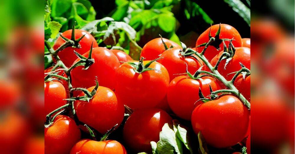 Будут расти как на дрожжах: используйте этот «бабушкин рецепт» подкормки томатов — и результат вас ошеломит