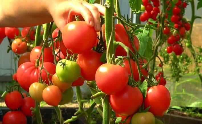 Испортите весь урожай: что ни в коем случае не должно расти рядом с помидорами