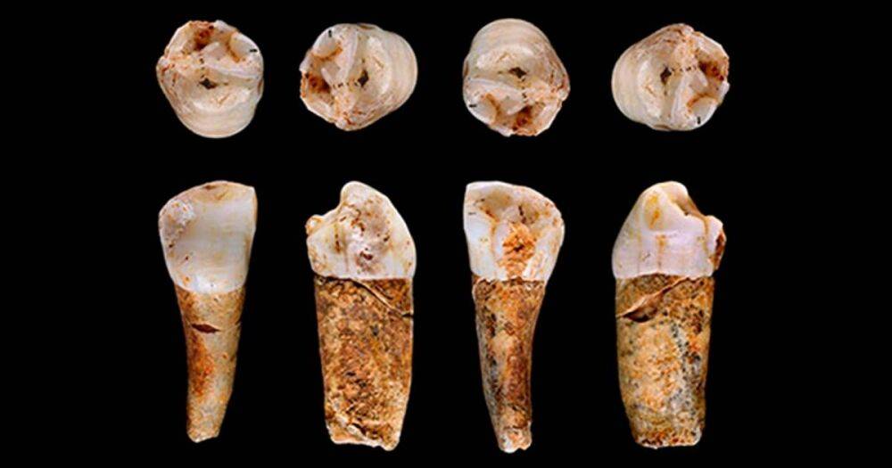 Как древние люди выживали и питались: их зубы раскрывают подробности