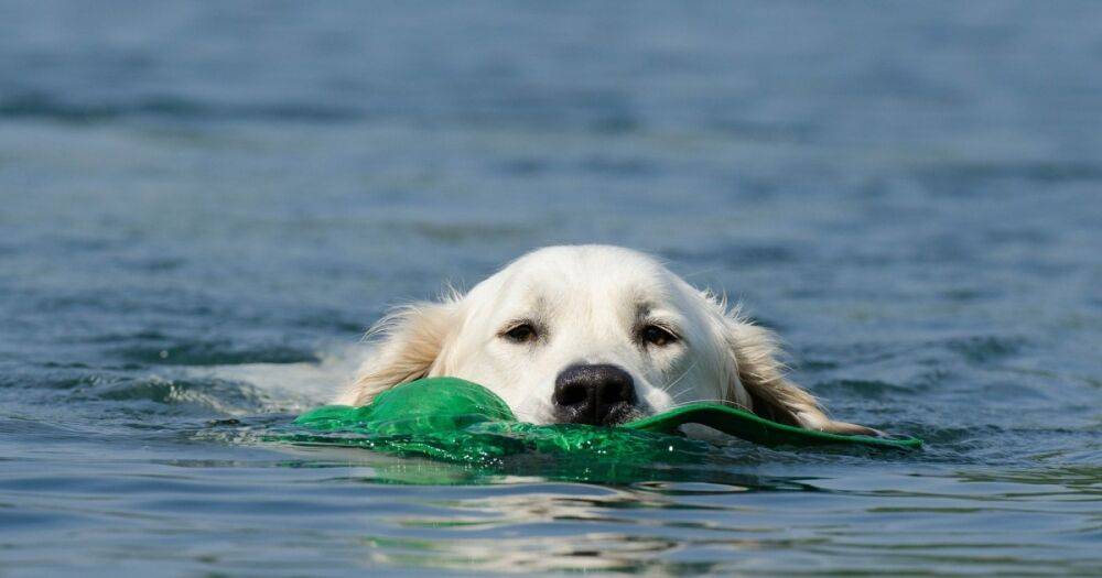 В США "подводные взрывы" страшно напугали плавающую собаку: это были ламантины (видео)