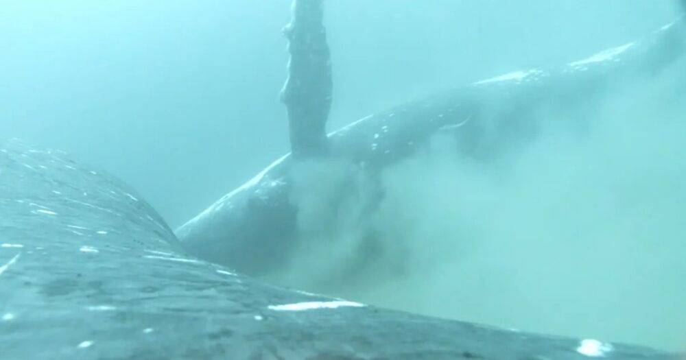 Глубоководное спа: ученые впервые засняли как моются горбатые киты (видео)