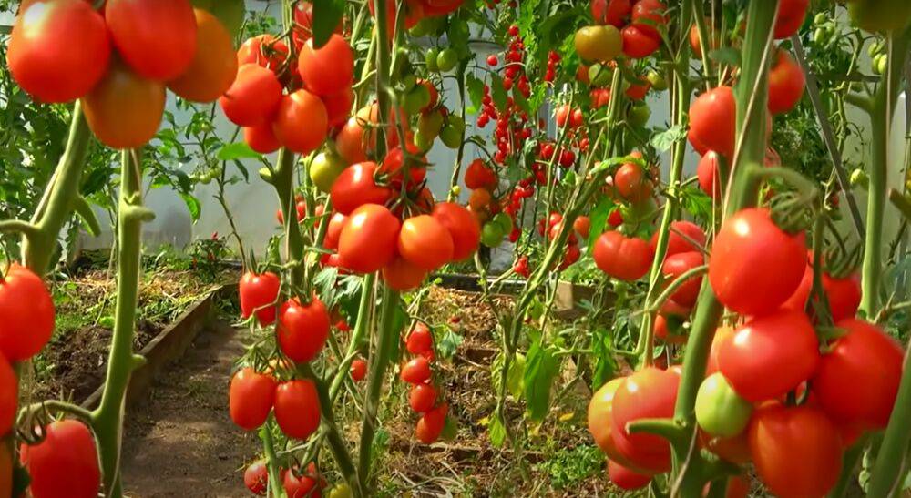 Всего 6 секретов: что нужно сделать, чтобы помидоры выросли мясистыми и сладкими