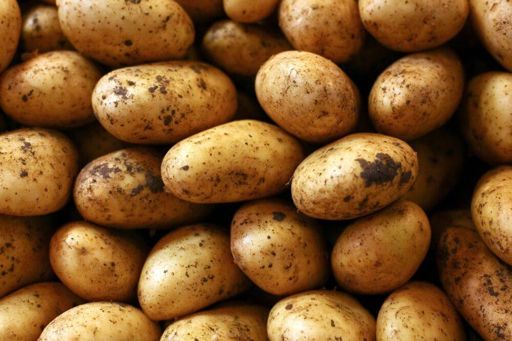 Тверская область: вывозили картофель, ввозили семена