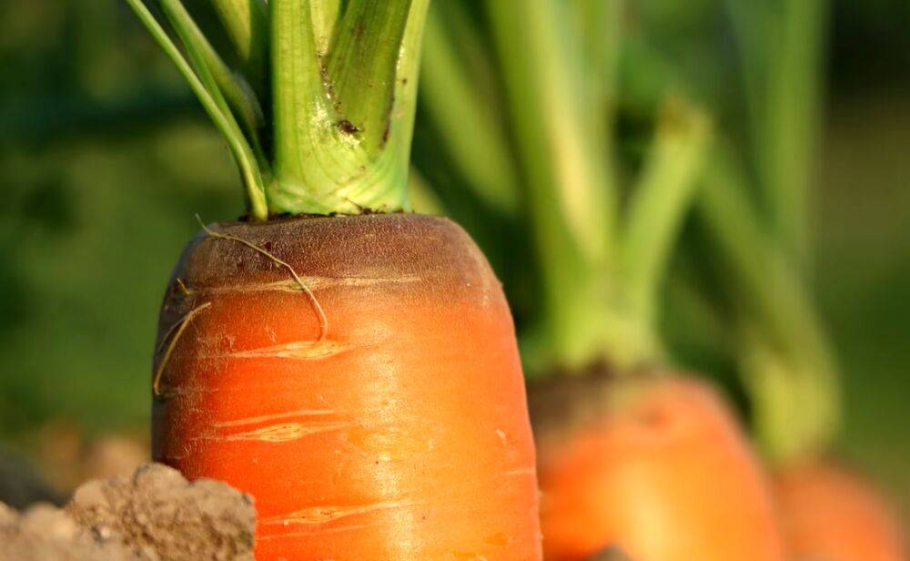 Морковь будет крупная и сладкая: какие секреты скрывают опытные садоводы