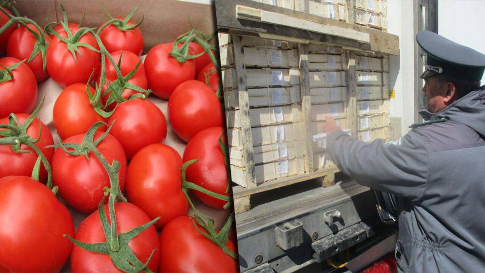 Россельхознадзор не пропустил в Оренбургскую область партию зараженных томатов из Туркменистана