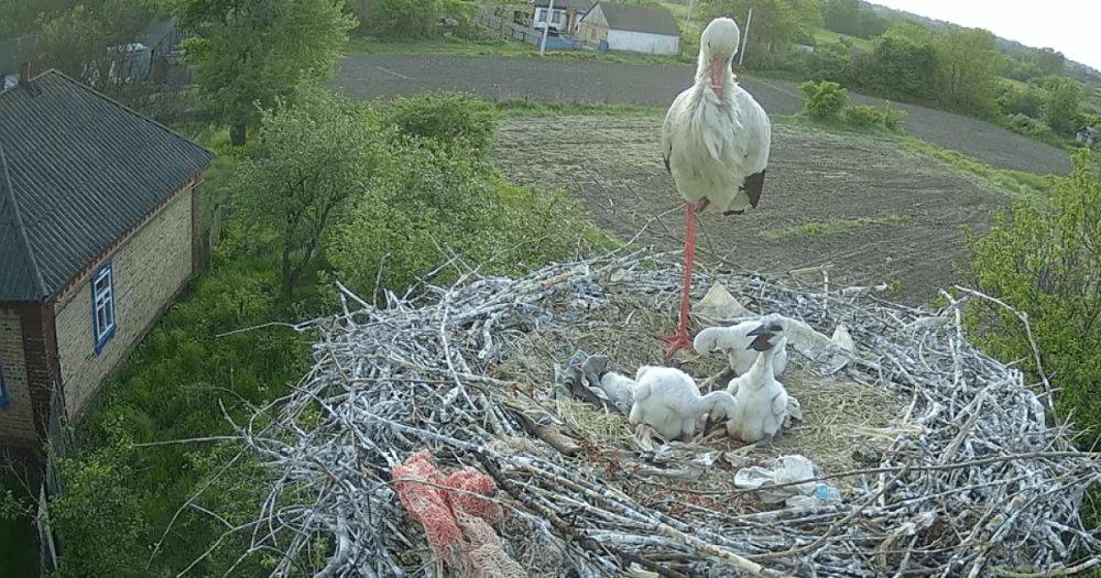В Полтавской области запустили круглосуточный стрим из гнезда аистов (видео)