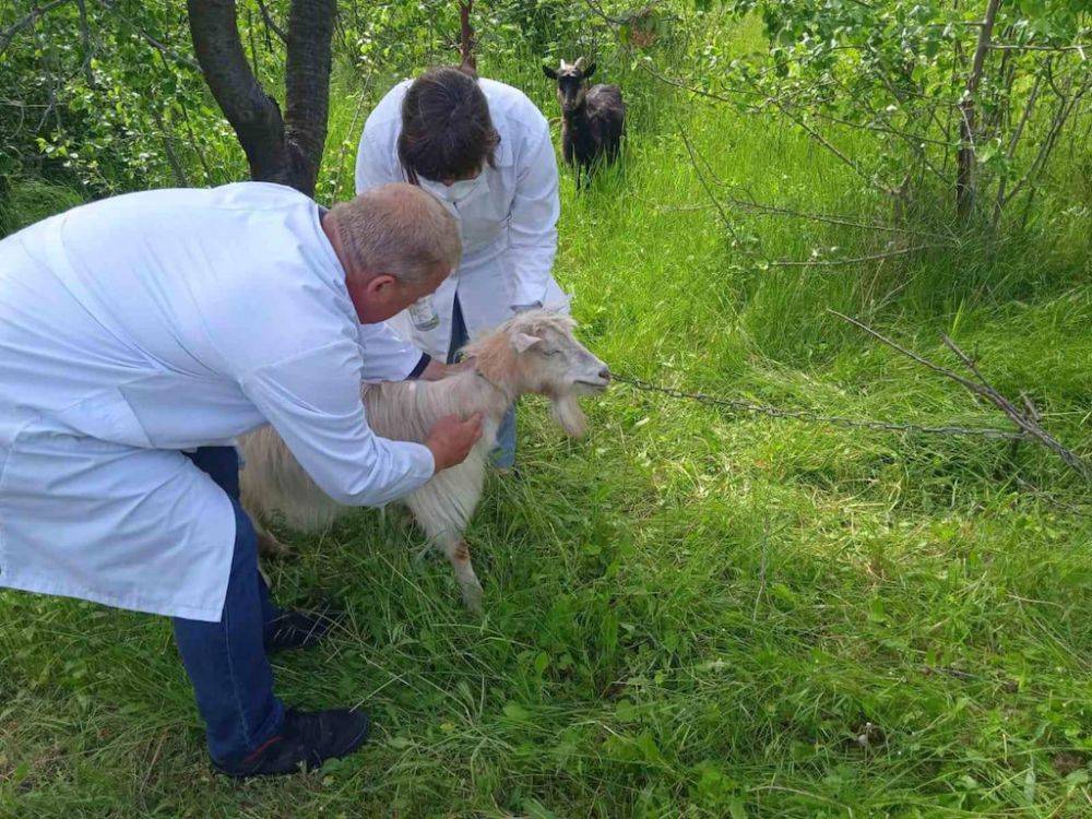 На севере Одесской области массово болеет и погибает домашний скот: подозрение на сибирскую язву | Новости Одесской области