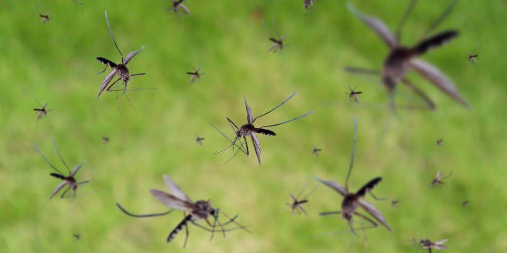 Комарики-дзюбрики. Как избавиться от надоедливых насекомых дома и на природе — лучшие экологические средства