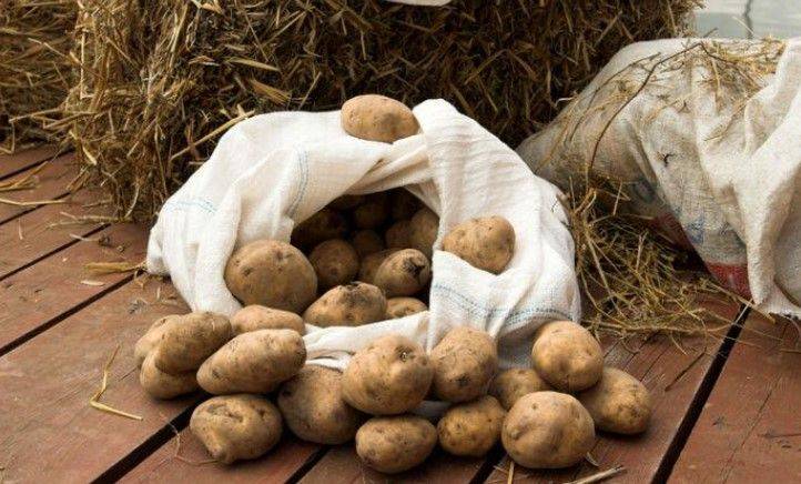 Гуцул скрывал этот секрет от советской власти: что нужно сделать, чтобы картошка выросла размером с два кулака
