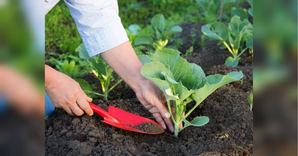 Садовые секреты: когда сажать капусту, морковь, огурцы и томаты в июне 2023 года с учетом лунного календаря
