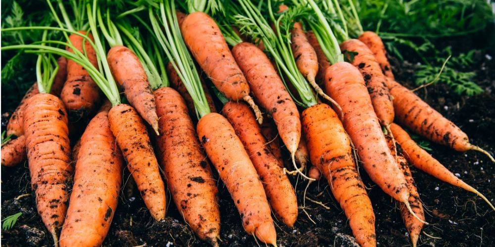 Двойное закапывание. Что нужно сделать, чтобы первые всходы моркови появились из-под земли уже через несколько дней после посева