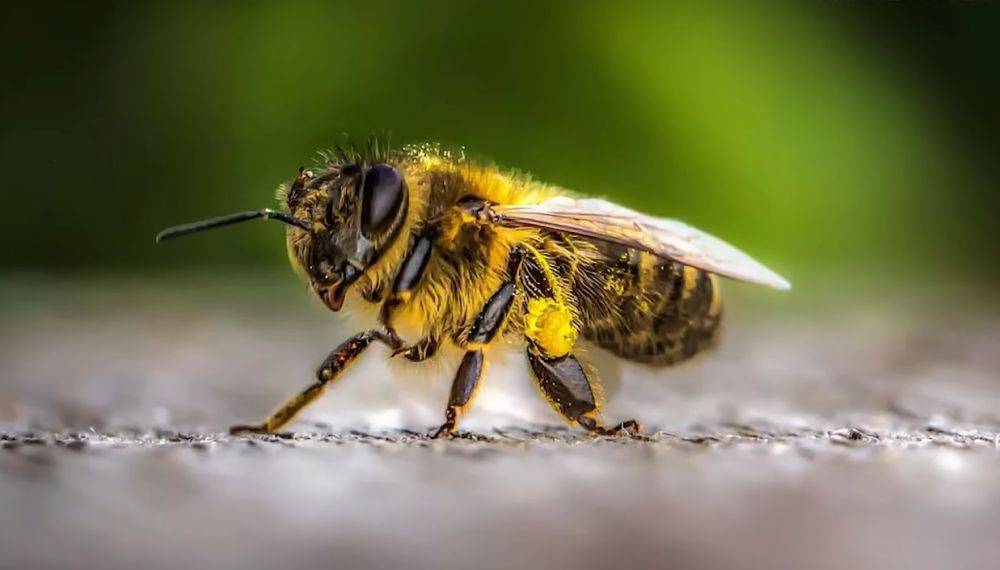 Только без паники: что нужно сделать, если укусила пчела