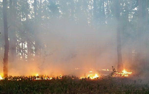 В Черниговской области продолжаются масштабные лесные пожары