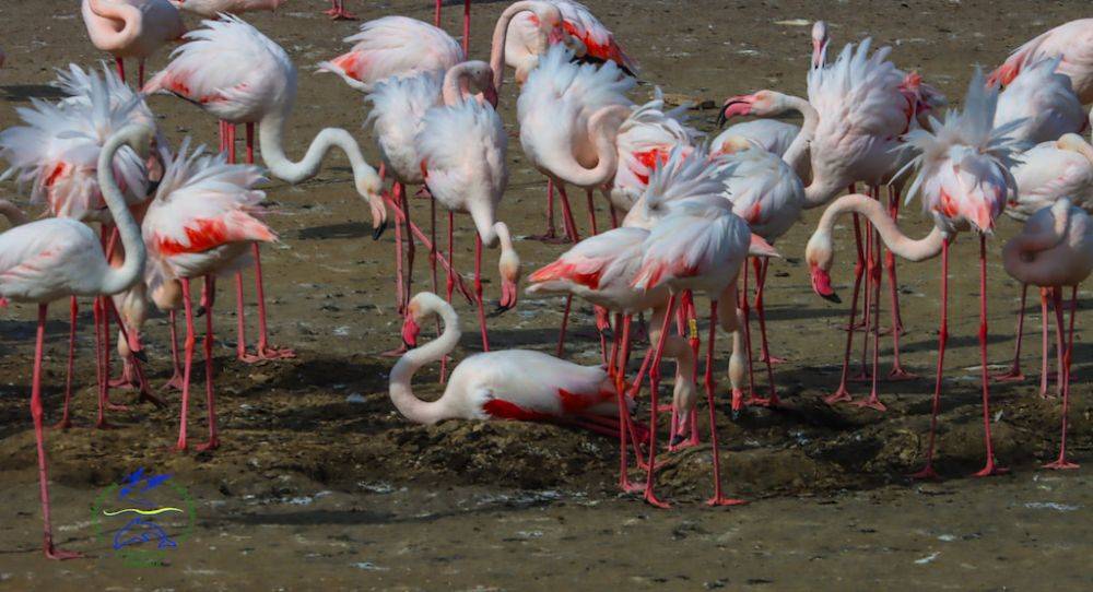 Сотни фламинго поселились в Одесской области и начали гнездиться | Новости Одесской области