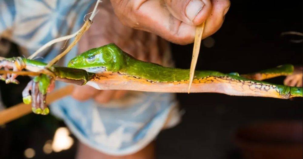 Секрет Камбо: зачем люди распинают лягушек и крадут у них яд, и чем это может быть опасно