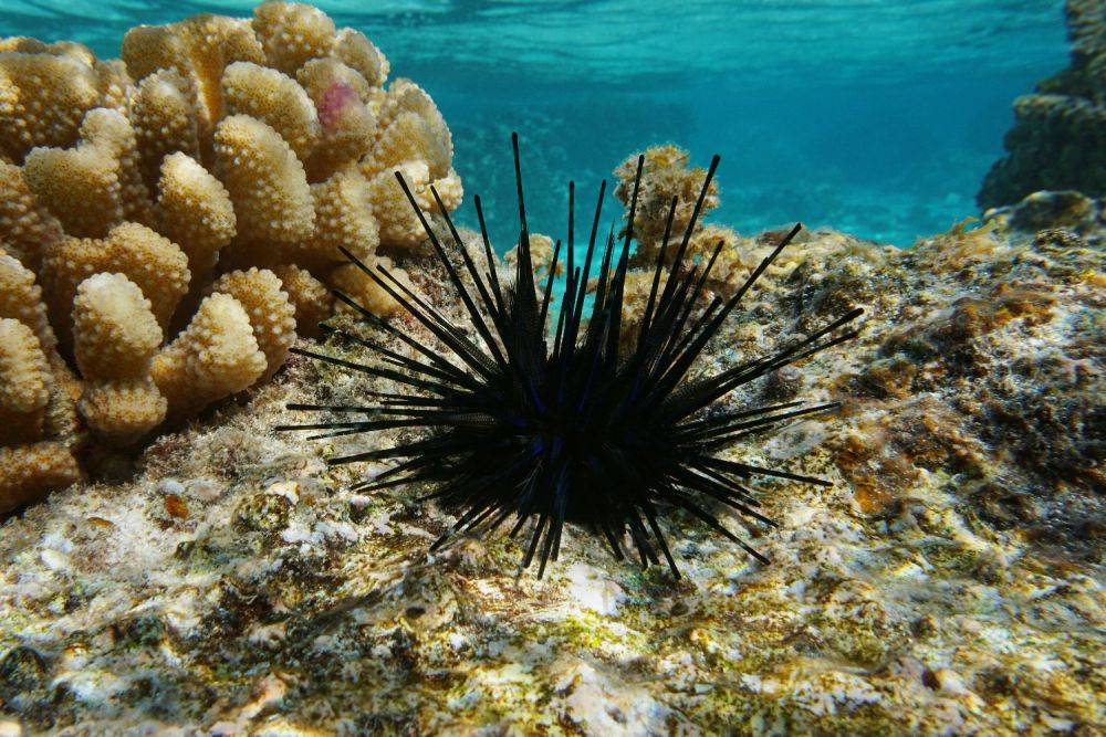 В Эйлате погибли все морские ежи, это создает опасность для коралловых рифов