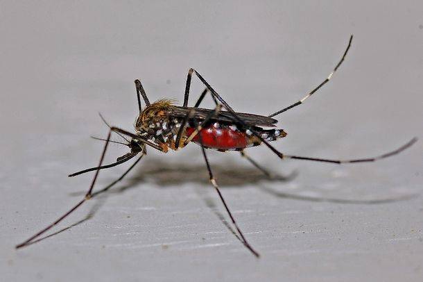 На юге Израиля обнаружены комары - переносчики лихорадки Западного Нила
