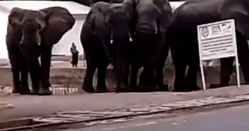 В Камеруне слоны из-за жажды затоптали двух человек (видео)