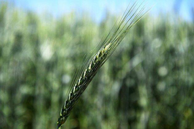 Цены на пшеницу на CBOT упали до двухлетнего минимума