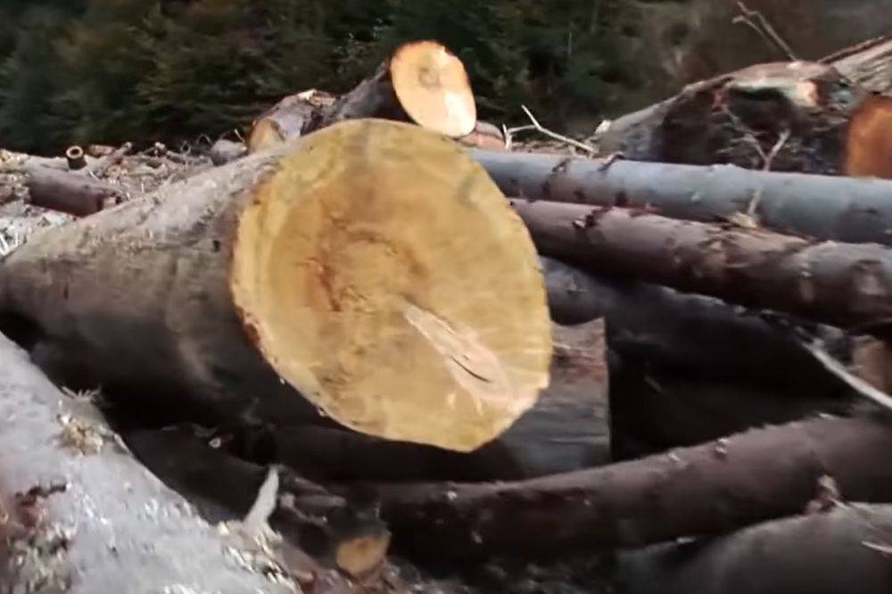 Более 2 млн гривен: за незаконную вырубку деревьев возбуждено уголовное производство