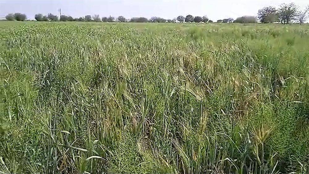 Поля пшеницы в Байрамалийском этрапе в Мары не готовы к зерноуборочной кампании (видео)