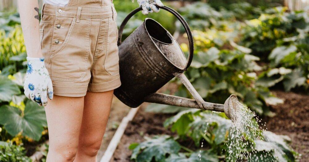 Для хорошего урожая: календарь садовода-огородника на май 2023 года по дням