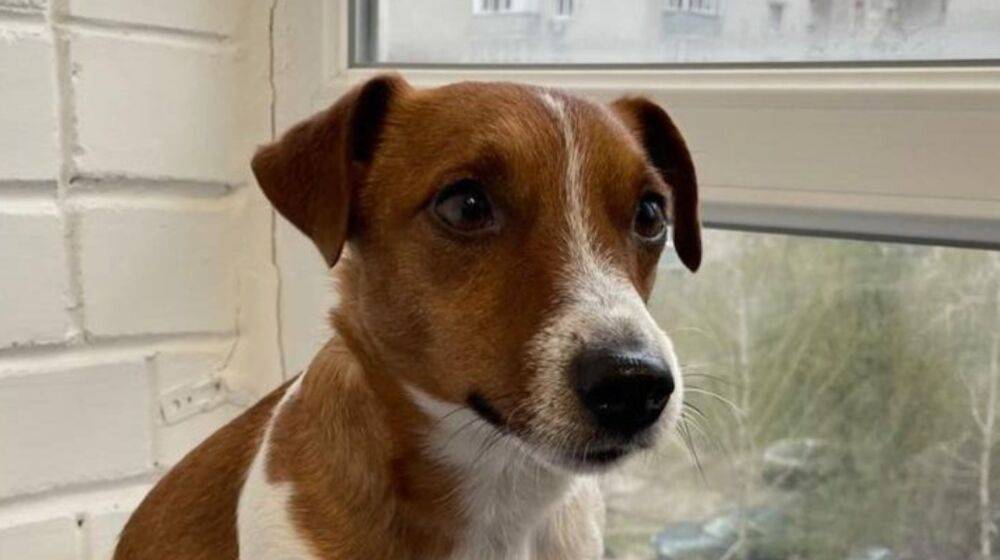 "Это огромное горе": трагедия произошла с коллегами пса Патрона, украинцев просят о помощи
