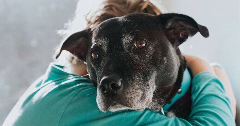 Прорыв в исследовании болезни Альцгеймера: сон собак раскрывает тайну выздоровления