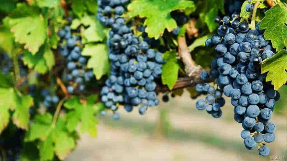 В Одессе продегустируют вино из винограда «Одесский черный» | Новости Одессы