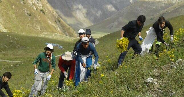 Дары природы: какие рекомендованные Авиценной лекарственные растения растут в Таджикистане