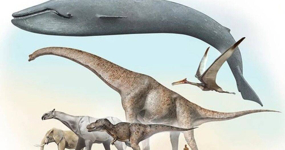 Ботаники среди динозавров. Ученые рассказали, как зауроподам удалось стать такими большими