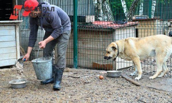 На Среднем Урале ищут 270 миллионов на собачьи приюты