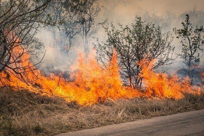 В Гессене увеличился риск лесных пожаров