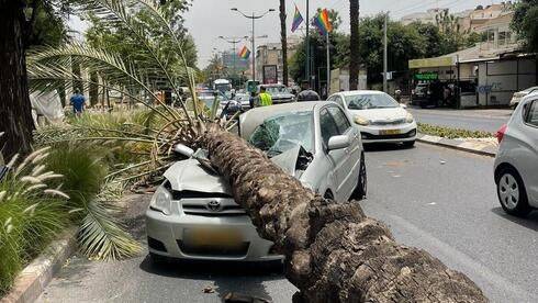 Буря в Израиле: дерево рухнуло на машину, женщина спаслась чудом