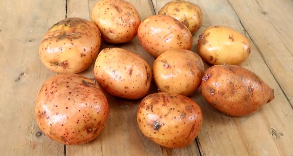 Из-за это ошибки вы лишитесь урожая картошки: не повторяйте этого