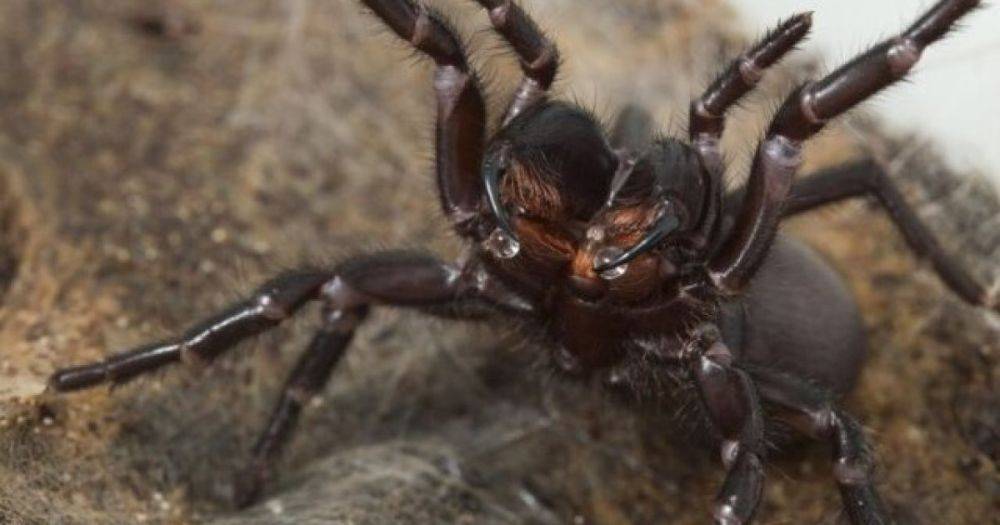 Рассудительный убийца. Самый смертоносный паук в мире меняет силу яда в зависимости от настроения