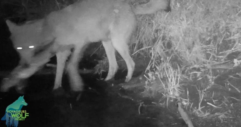 Любители ночной рыбалки. Ученые засняли странное поведение волков в Миннесоте (видео)