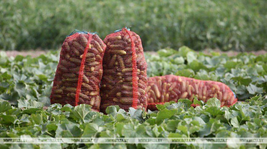 Число фермерских хозяйств в Беларуси с 2016 года выросло более чем на четверть