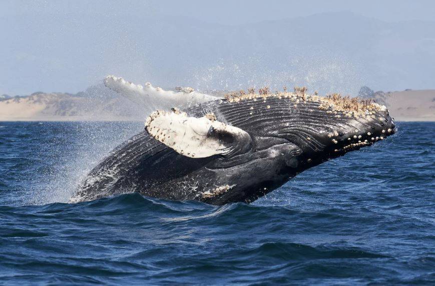 В Балтийском море замечен кит! Невероятная ситуация /видео/