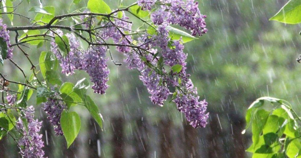 "Дожди с грозами и жара": синоптик рассказала, какая погода будет 15 июня