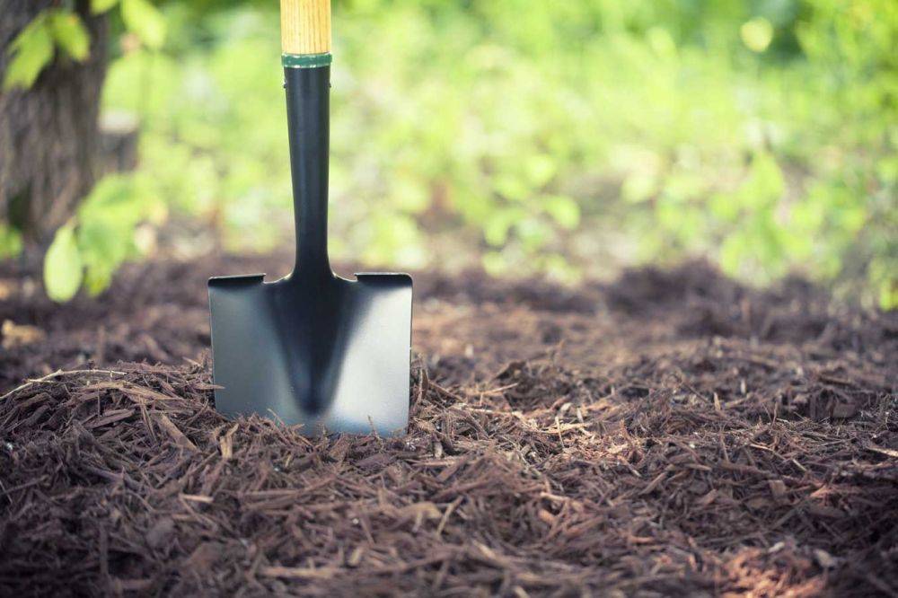 Крупному землевладельцу придется расчищать сельхозугодья от деревьев и сорняков