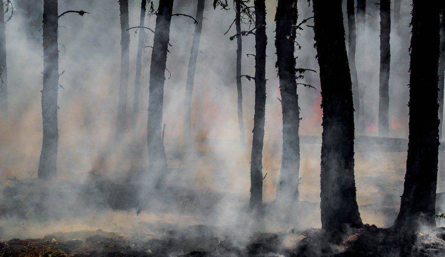 Недалеко от Вентспилсской нефтебазы горят леса